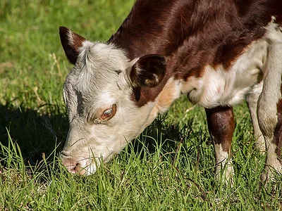 Hereford cow