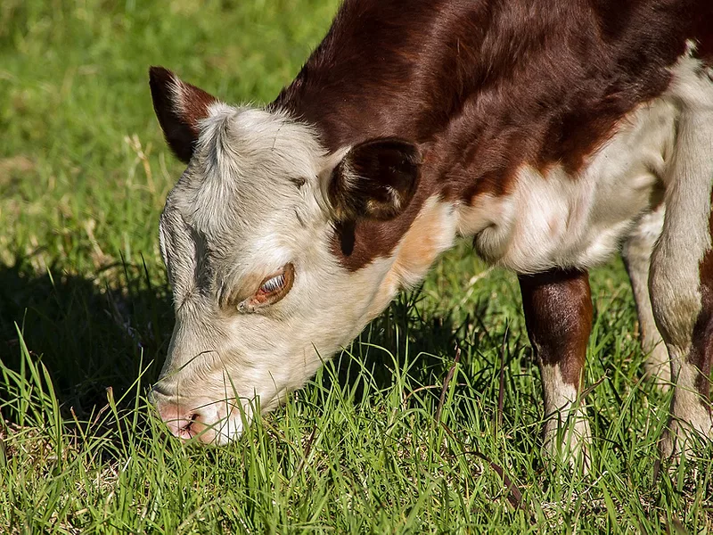 Hereford cow