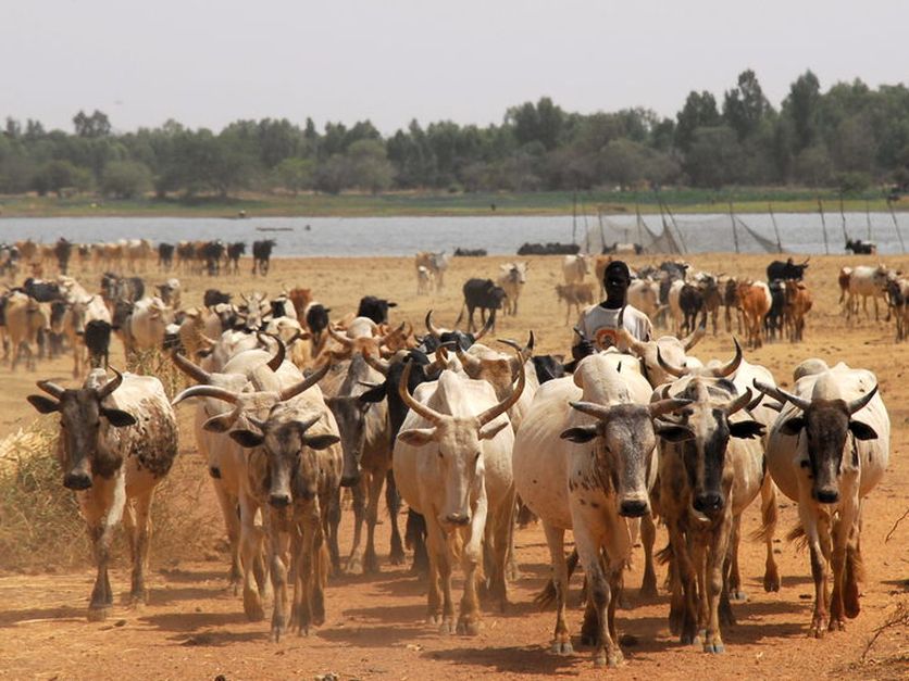 livestock in Africa
