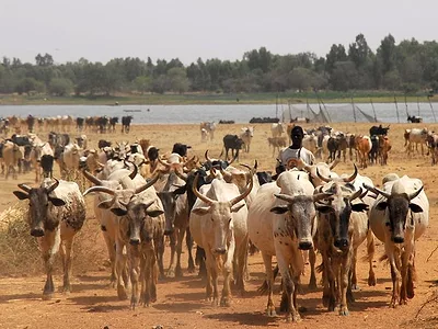 Livestock in Africa
