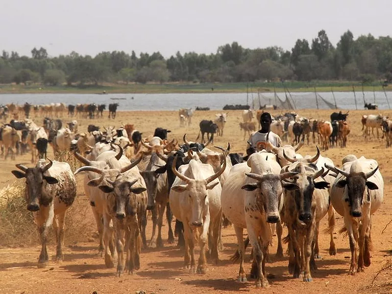 livestock in Africa