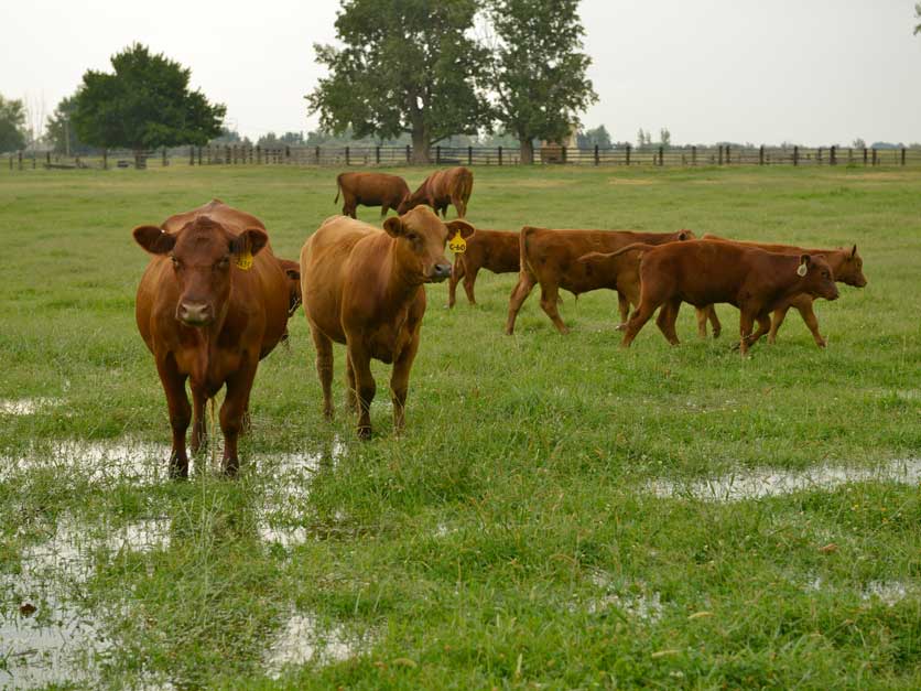 Red cattle grazing