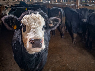 Black baldy cow sale barn