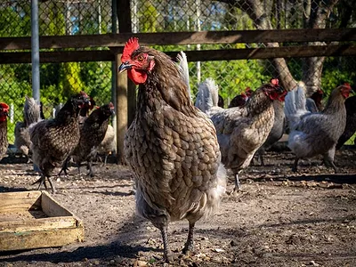 Outdoor chickens