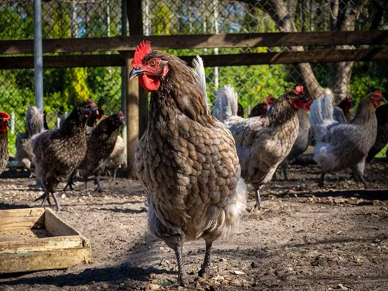 Outdoor chickens