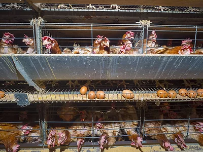 Laying hens