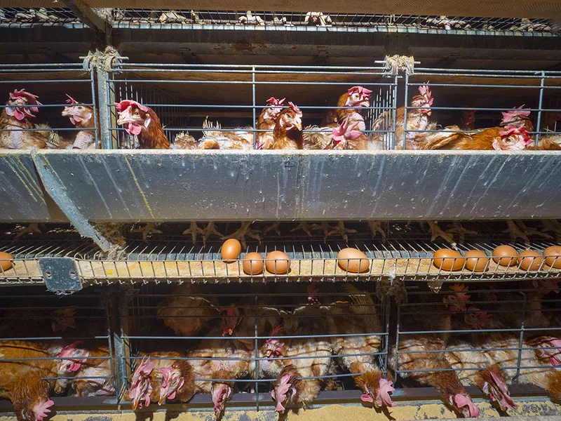 Laying hens