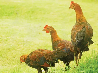 Organic Chickens