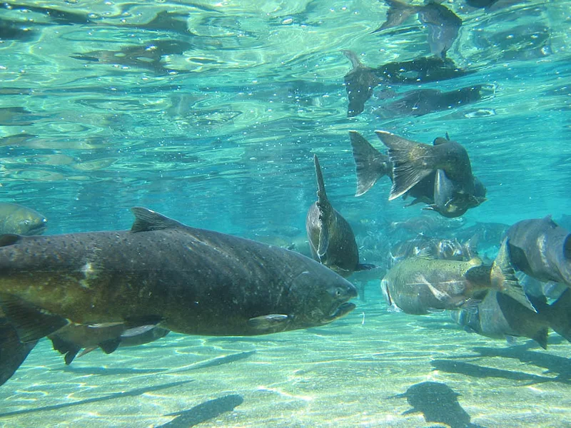 Chinook salmon