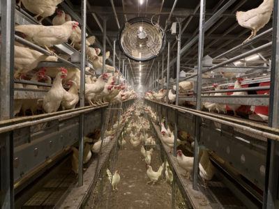 Cooper-cage-free-hens-836x627optimized.jpg