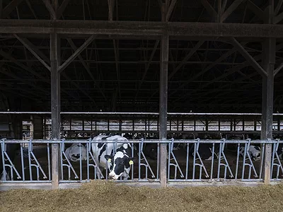 Dairy cow