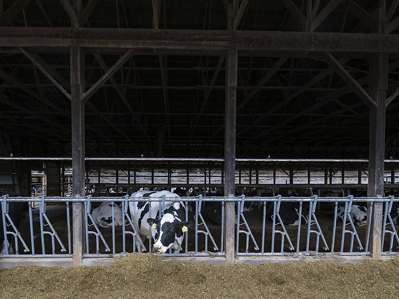 Dairy cow