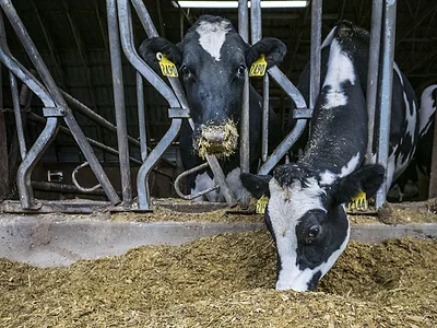 Dairy cow