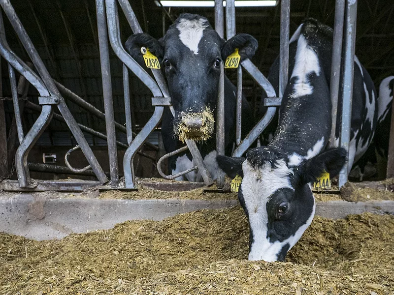 Dairy cow