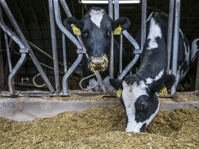 Dairy cow feedbunk 3