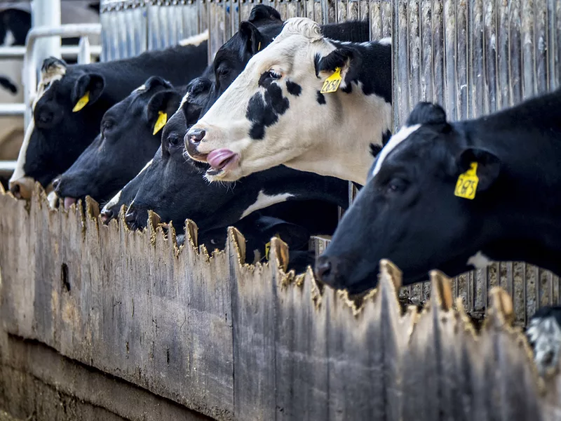 Dairy cattle