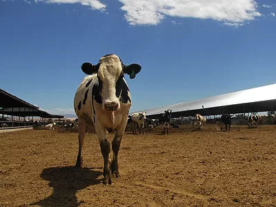 Dairy feedlot