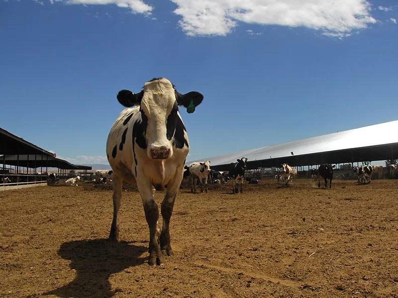Dairy feedlot