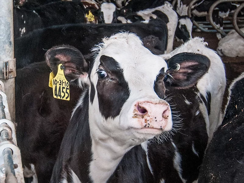 Dairy cattle 
