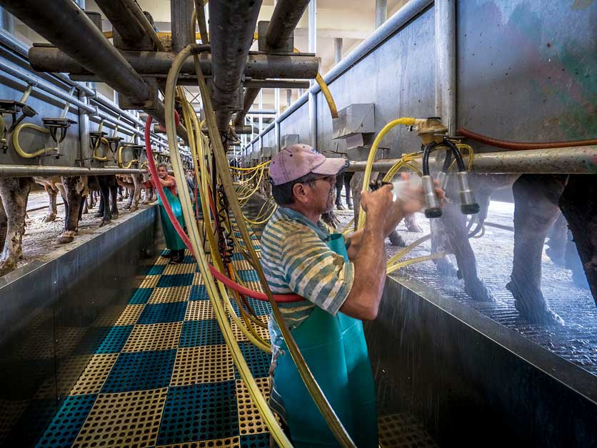 Dairy farmer milking