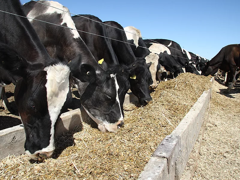 DairyCowsEating