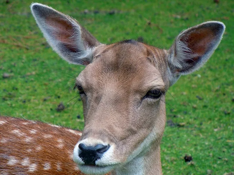 Deer