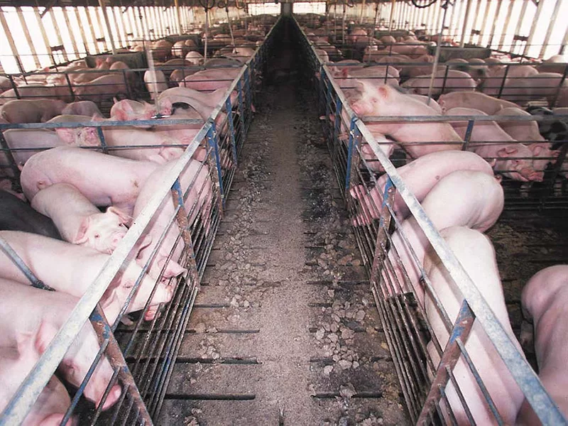 Hog confinement barn