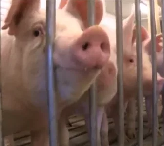 MU pigs