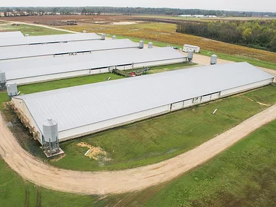 Hog or pig barns