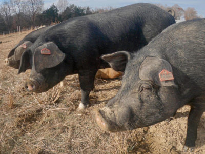 USDA-pasture-hogs.jpg