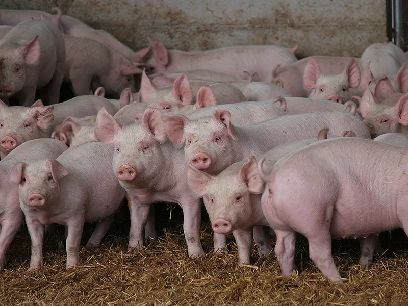 babypigs_piglets