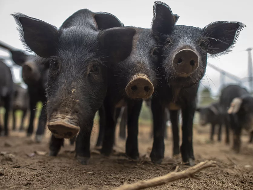 Black pigs outdoors