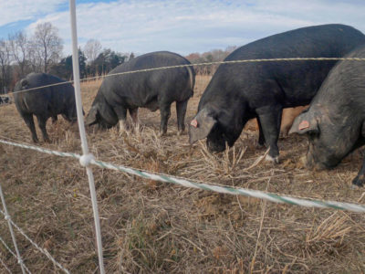 outdoor-hogs-pigs.jpg