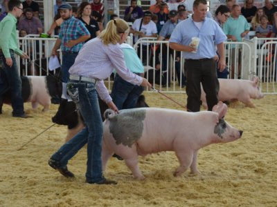 Pig show