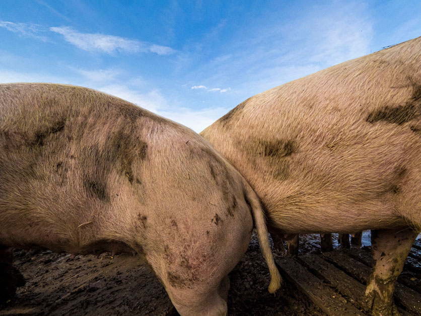 Animal health battle could have new weapon in hog vaccine platform |  Agri-Pulse Communications, Inc.