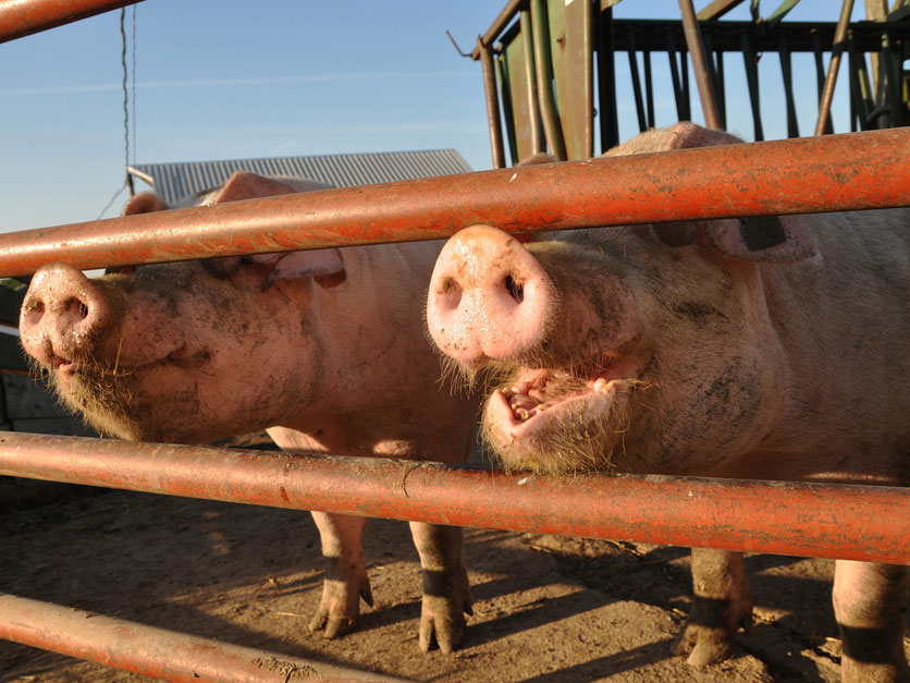 Iowa 'ag gag' law doesn't survive court scrutiny | Agri-Pulse  Communications, Inc.