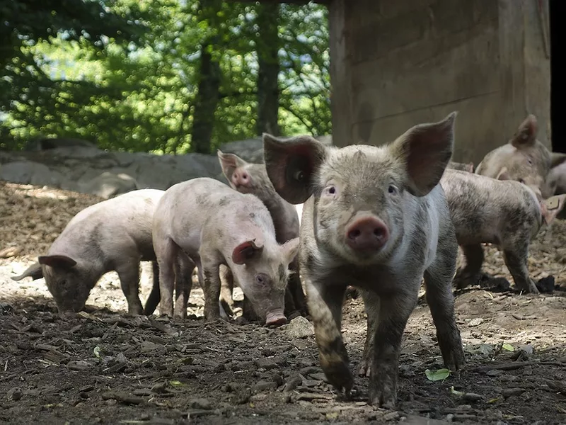 Pigs