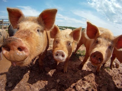 Pigs