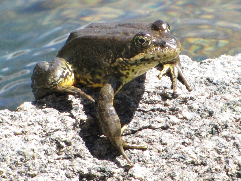 Sierra Frog