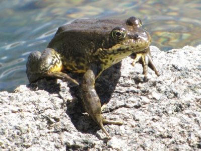Sierra Nevada Frog