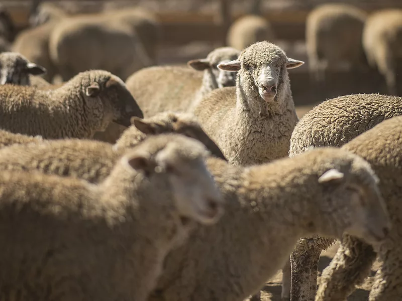 Sheep