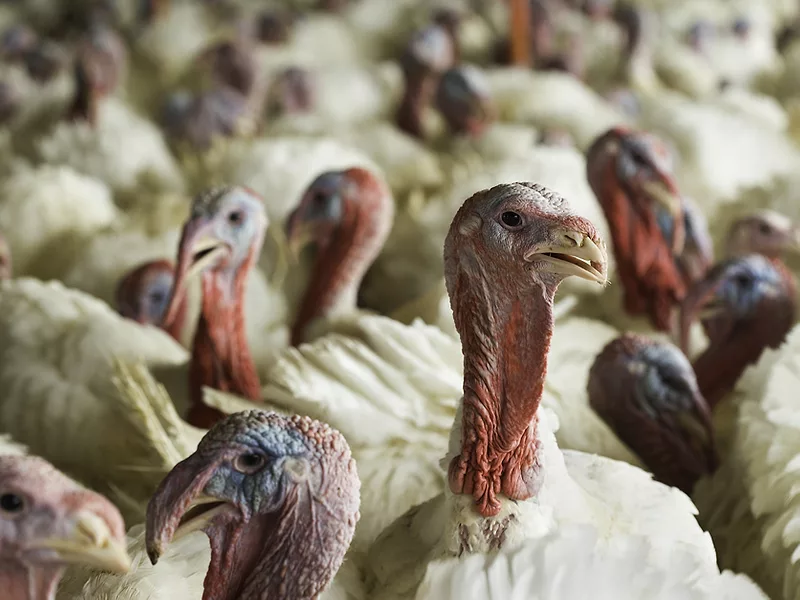 Turkey
