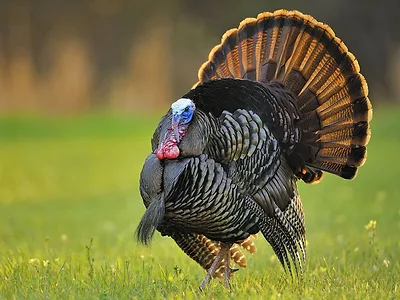 wild turkey