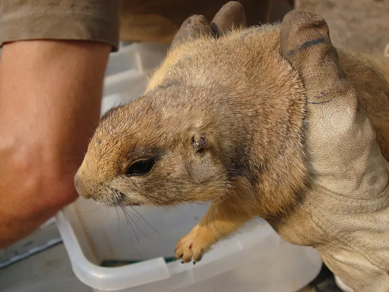 Utah prairie dog