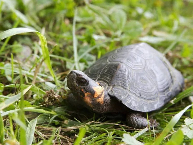 bog turtle