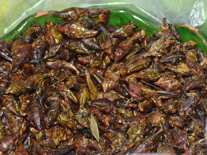 Cricket Protein