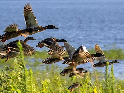 Ducks