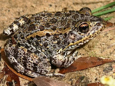 Dusky gopher frog