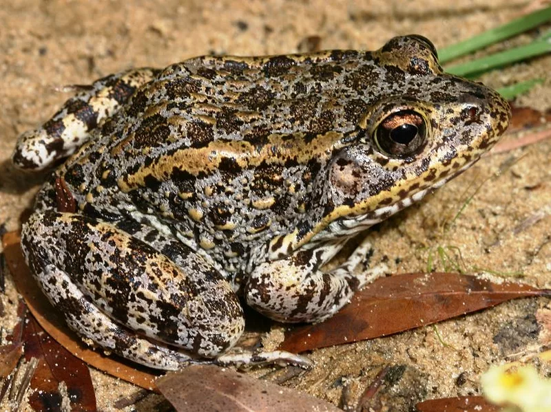 Dusky gopher frog