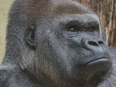 gorilla